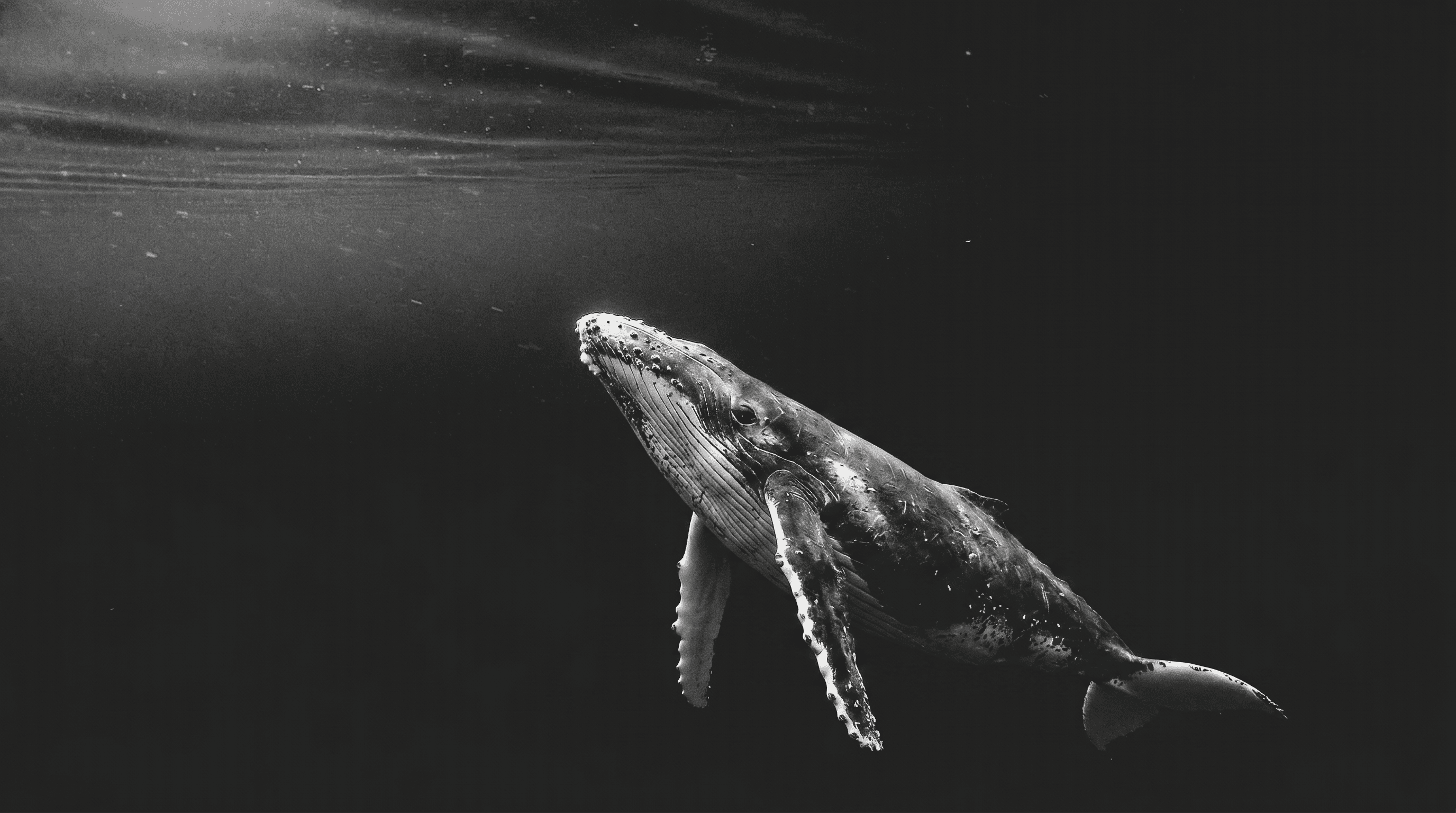 A humpback whale gliding alone through dark, open water